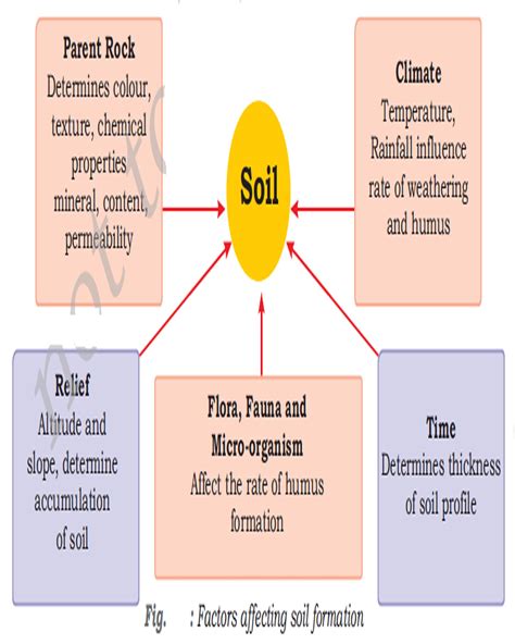 Factors Affecting Soil Formation – Beinyu.com