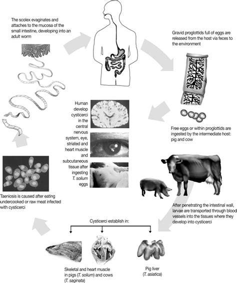 Life Cycles Of The Human Taenia Tapeworms This Figure Has Been