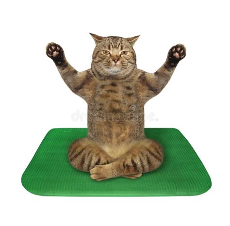 Gato Fazendo Pr Tica De Yoga Foto De Stock Imagem De Pata Ajuste