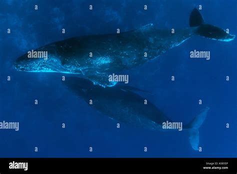 Swimming With Humpback Whales In The Vavau Group Of Tonga Stock Photo