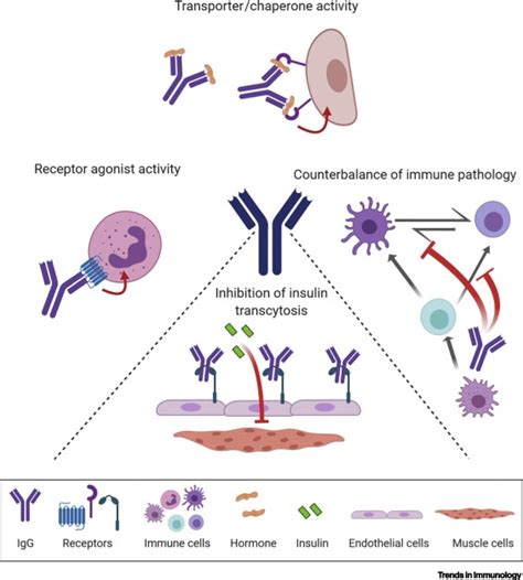 Noncanonical Functions Of Antibodies Trends In Immunology