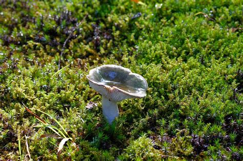 Mushroom Moss Forest Free Photo On Pixabay Pixabay