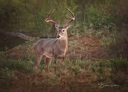 Bucket List Outfitters - Texas game hunts