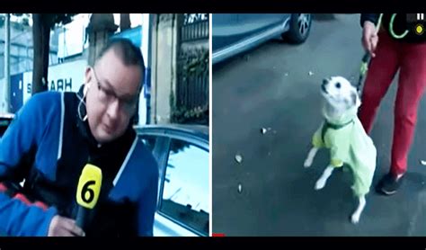 TikTok Viral Perrito Muerde A Reportero Durante Enlace En Vivo Y