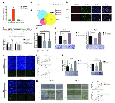 Circ ZDHHC5 Directly Binds To MiR 217 And Inhibits MiR 217 Activity