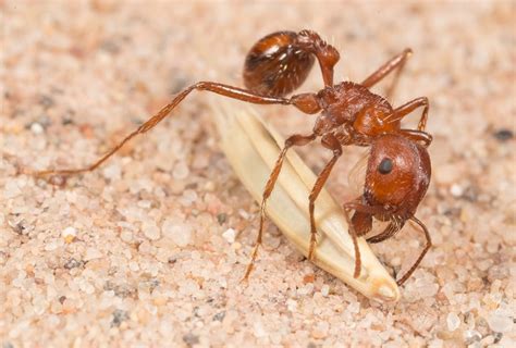 Amazing Insects Archives Entomology Today