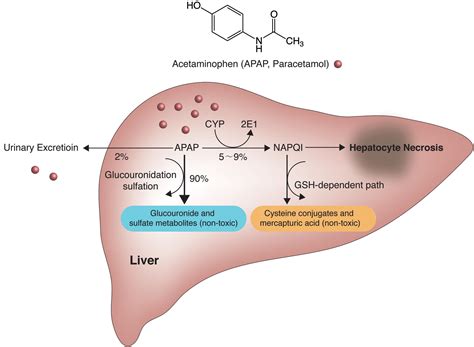 Acetaminophen And Alcohol Metabolism