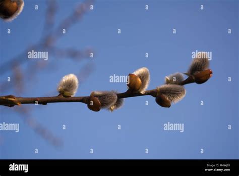 Spring Pussy Willow Branch With Fluffy White Buds Stock Photo Alamy