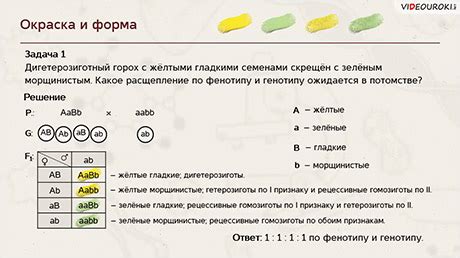 Алгоритм решения задачи на моногибридное скрещивание горох - фото