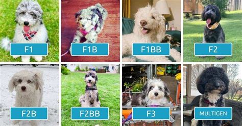 Aussiedoodle Generations Explained F1 F1b F1bb F2 F2b F2bb F3