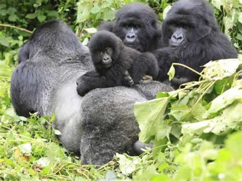 Gorilla Trekking Safaris In Uganda And Rwanda Peak Cruise Safaris