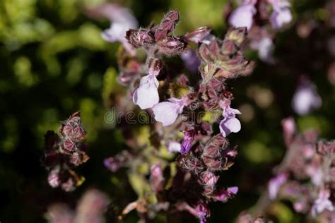 Teucrium Chamaedrys Wild Plant Stock Image Image Of Chamaedrys