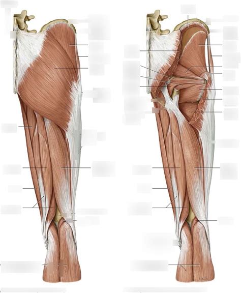 Anatomy Muscles Of The Gluteal Region And Posterior Compartment Of