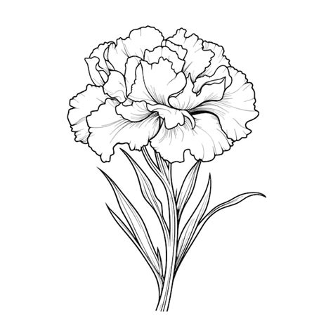 Premium Vector Hand Drawn Sketch Carnation Flower Illustration