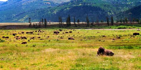 Wildlife In Yellowstone National Park: Best Tips and Places to See ...