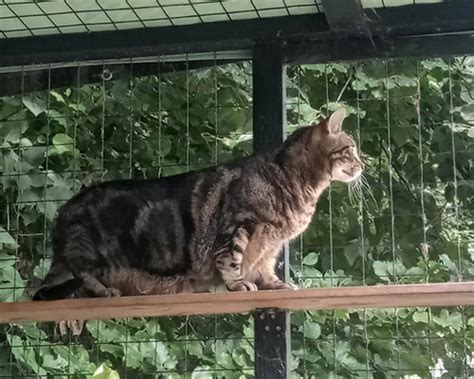 La Galerie De Chats De La Ronronnerie Du Mesnil Le Photo Matou