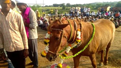 श्री संत सद्गुरू बाळुमामा 🌺🙏बगा नं 7 आरती जय बाळुमामा 🙏🐑🐶🐕🐐🐴 Youtube