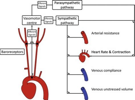 Schematic of the main components of the baroreflex. Her | Open-i