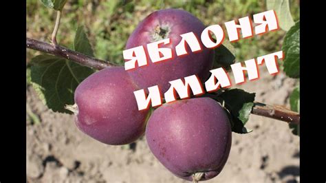 Яблоня Имант: перспективный белорусский сорт. - YouTube