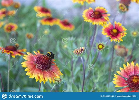 De Bij Verzamelt Nectar Van De Bloemen Van Bekij A Stock Afbeelding