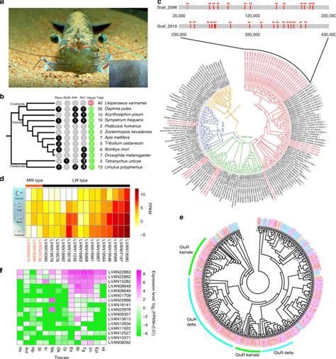 Penaeid Shrimp Genome Provides Insights Into Benthic Adaptation And