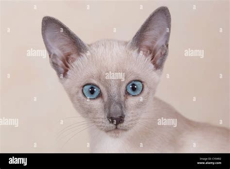 Tonkinese Cat Breed Kitten Stock Photo Alamy
