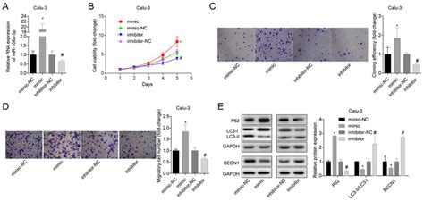 Mir 106a 5p Promotes The Proliferation And Migration Of Lung