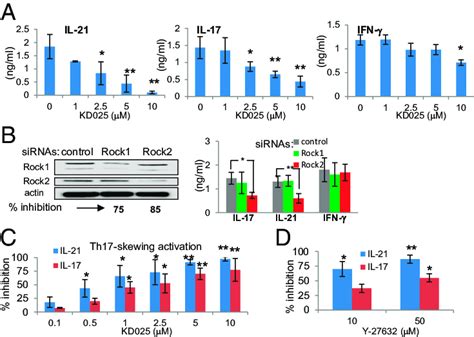 Regulation Of Il And Il Secretion In Human T Cells Is