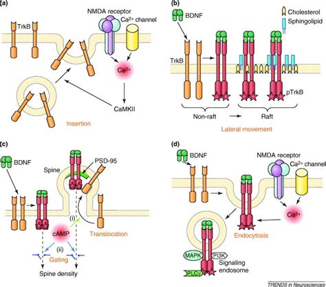 Activity Dependent Modulation Of The BDNF Receptor TrkB Mechanisms And