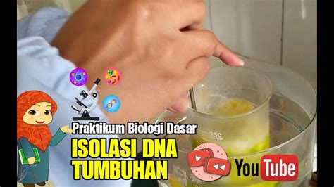 Isolasi DNA Tumbuhan Dengan Cara Sederhana YouTube