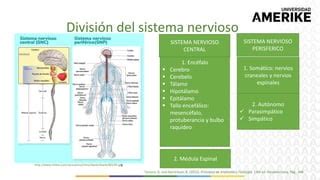 Anatomía y generalidades del sistema nervioso PPT