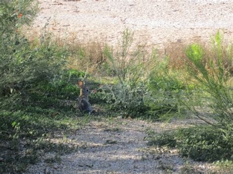 Riparian Preserve at Water Ranch - Gilbert, AZ - Kid friendly activ ...