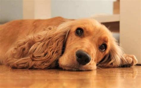 Is Laminate Flooring Good For Dogs 5 Pet Friendly Floorings