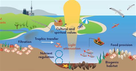 Using Ecosystem Service Bundles To Improve Marine Management