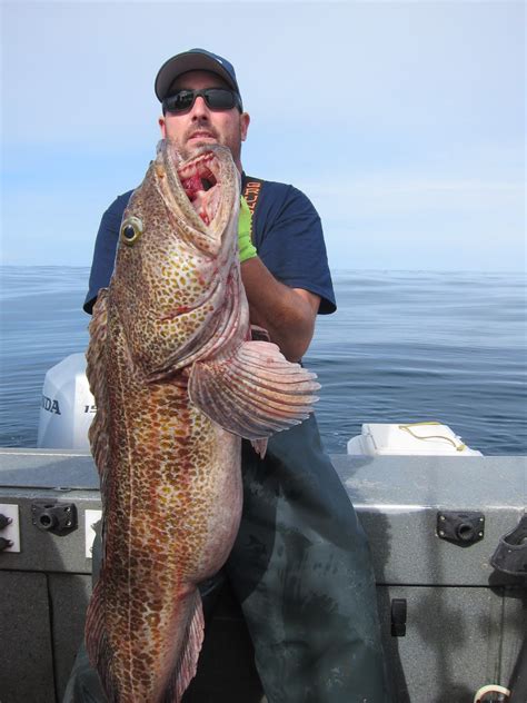 Todds Extreme Fishing Westport Monster Lingcod Nice Halibut And Lots