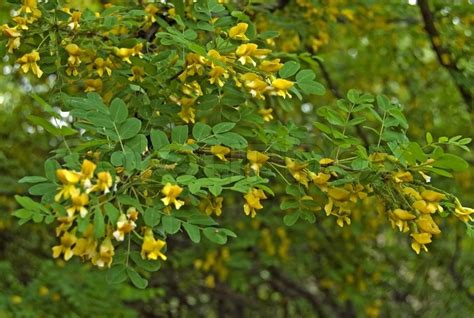 Blomstrende akacie med gule blomster og grønne blade slog bladlus