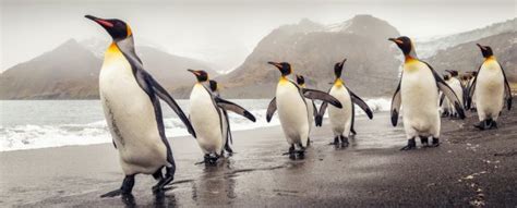 Scientists Analyzed Penguin Dna And Found Something Quite Remarkable