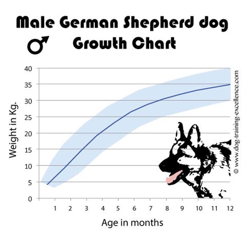 Amazing German Shepherd Facts