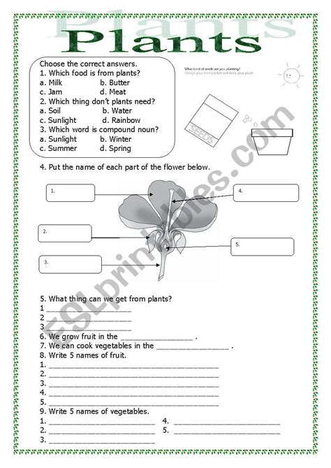 Plants Esl Worksheet By Nakanoko