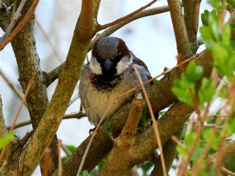 185 Angry Bird Sparrow Stock Photos Free And Royalty Free Stock Photos