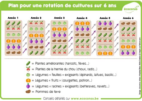 Comment Pratiquer La Rotation Des Cultures Au Potager Coconso