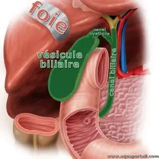 V Sicule S Minale D Finition Et Explications