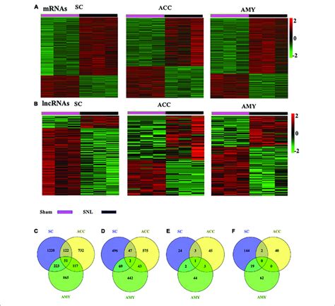 Differentially Expressed Mrnas And Lncrnas In The Sc Acc And Amy