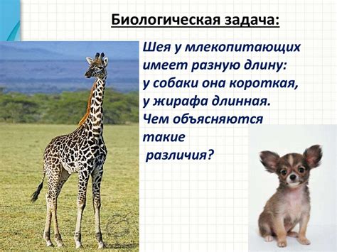 Способы передвижения животных. Полости тела - презентация онлайн