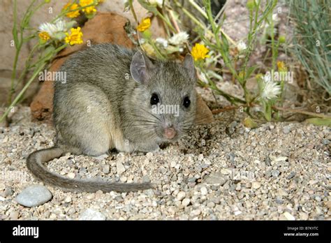 Desert Woodrat Fotografías E Imágenes De Alta Resolución Alamy