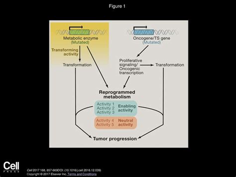 Understanding The Intersections Between Metabolism And Cancer Biology