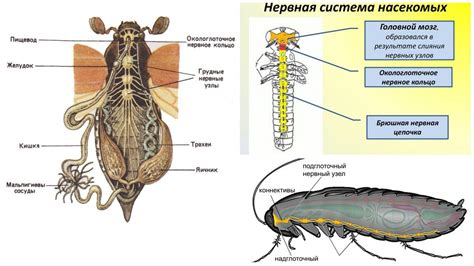 Reunión Sillón Remolque anatomia de una cucaracha capa Tomar conciencia