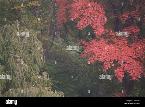 Autumn colors in Central Park, New York Stock Photo - Alamy