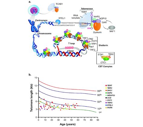 Telomeres And Telomerase A The Telomerase Complex Is Composed Of The Download Scientific