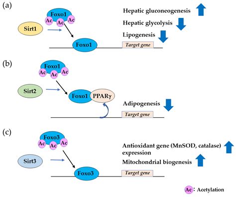 Cells Free Full Text Tissue Specific Metabolic Regulation Of Foxo